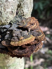 Phylloporia