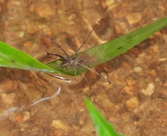 Hygropoda