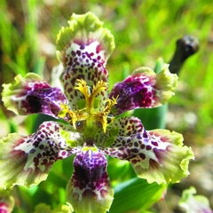 Ferraria densepunctulata