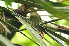 Thamnistes anabatinus