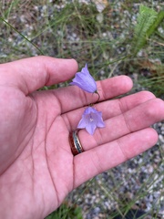 Campanula rotundifolia