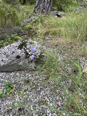 Campanula rotundifolia