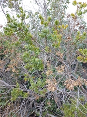 Baccharis pilularis consanguinea