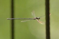 Mecistogaster modesta