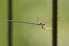 Mecistogaster modesta