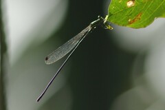 Mecistogaster modesta