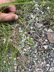 Campanula rotundifolia