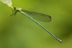 Mecistogaster modesta