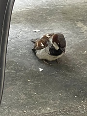 Passer domesticus