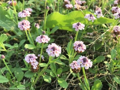 Phyla nodiflora minor