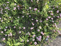 Phyla nodiflora minor