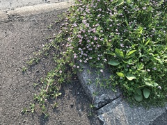 Phyla nodiflora minor