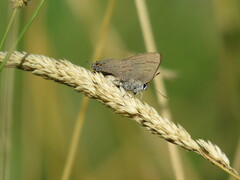 Satyrium calanus