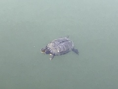 Trachemys scripta elegans