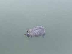 Trachemys scripta elegans