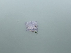 Trachemys scripta elegans