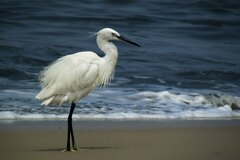 Egretta gularis