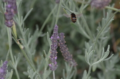 Amegilla quadrifasciata maderae