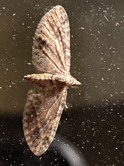Eupithecia graefii
