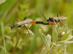 Ichneumonidae