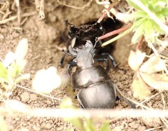 Lethrus apterus