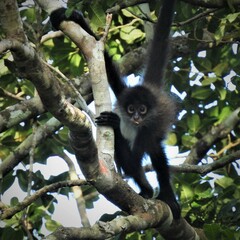 Ateles geoffroyi vellerosus