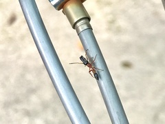 Myrmarachne elongata