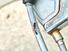 Myrmarachne elongata