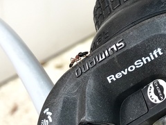 Myrmarachne elongata