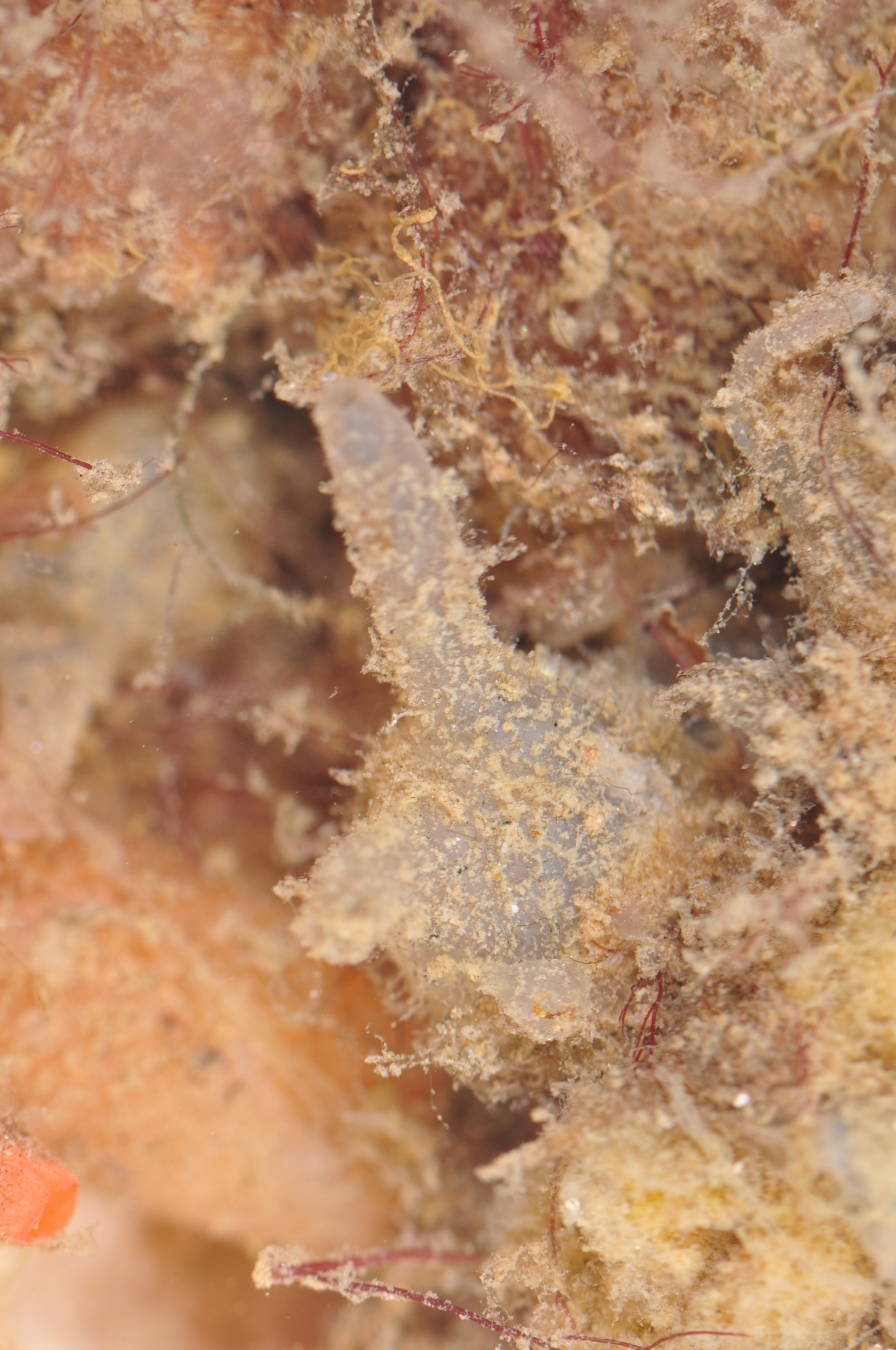 Molgula griffithsii (MacLeay, 1825)