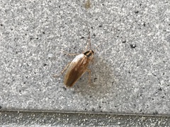 Blattella nipponica