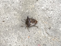 Alcimocoris japonensis