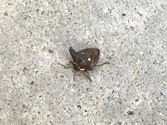 Alcimocoris japonensis