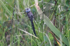 Aeshna caerulea