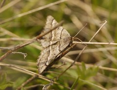 Isturgia murinaria