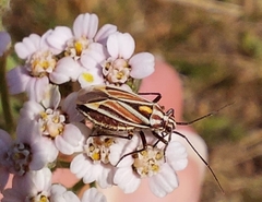 Horistus orientalis