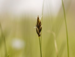 Carex stenophylla