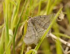 Isturgia murinaria