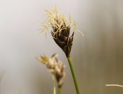 Carex stenophylla