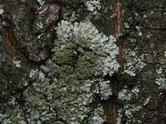Phaeophyscia orbicularis