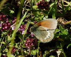 Coenonympha gardetta