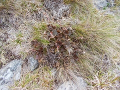 Geum cockaynei
