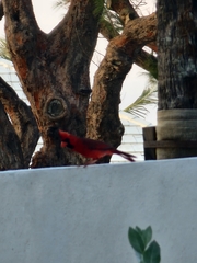 Cardinalis cardinalis