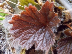 Geum cockaynei
