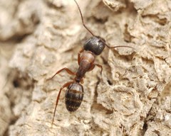 Camponotus fallax