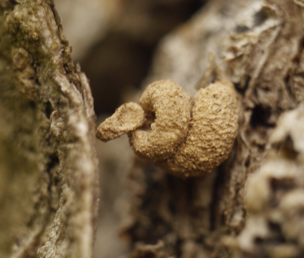 Snail-case Bagworm Moth