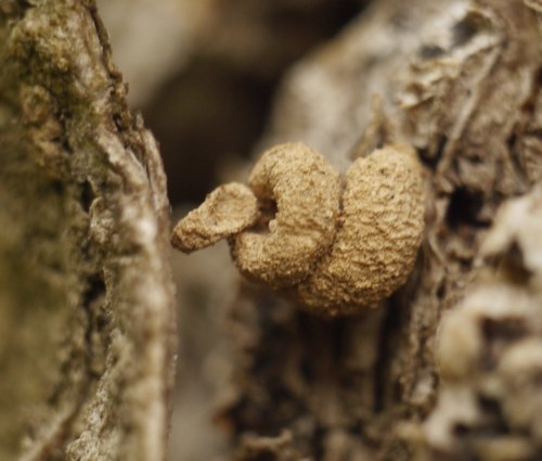 Snailcase Bagworm Moth (Apterona helicoidella) · iNaturalist