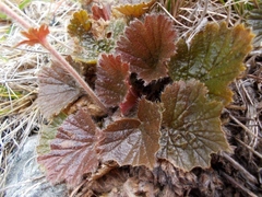 Geum cockaynei