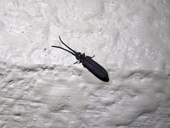 Tenomerga mucida