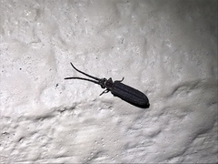 Tenomerga mucida